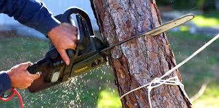 Best Tree Removal  in Crestwood, KY