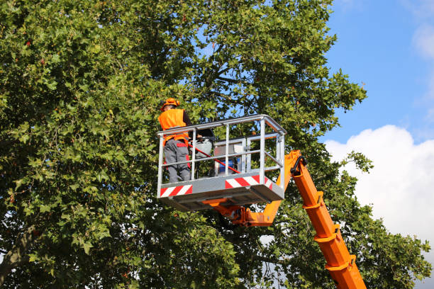 Best Pest Control for Lawns  in Crestwood, KY