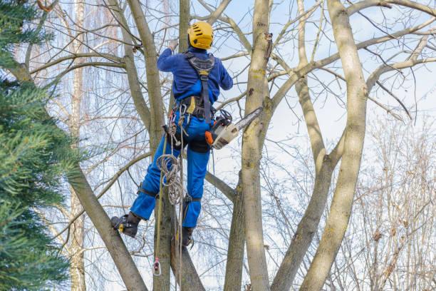 Best Fruit Tree Pruning  in Crestwood, KY
