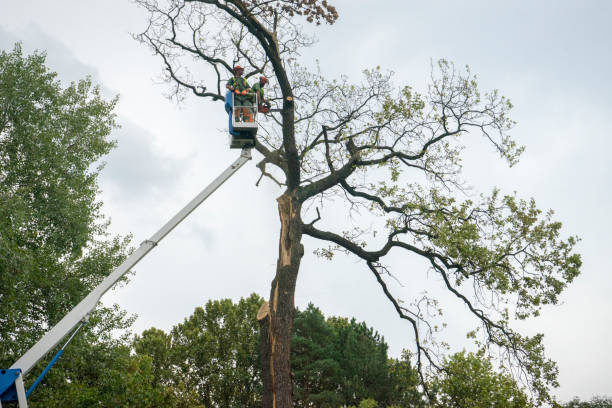How Our Tree Care Process Works  in  Crestwood, KY