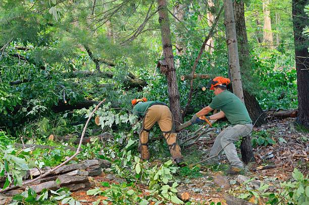 Best Tree Preservation Services  in Crestwood, KY