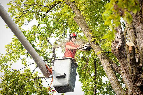 Best Tree Health Inspection  in Crestwood, KY