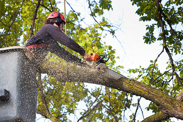 Best Tree Cabling and Bracing  in Crestwood, KY